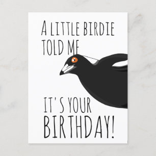 Funny magpie postcard