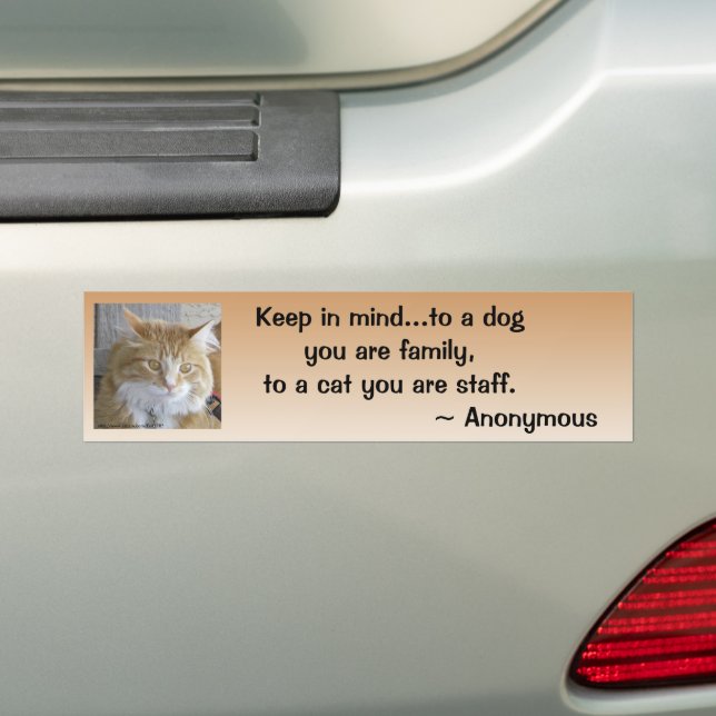 Funny Maine Coon Kitten Photo Personalized Bumper Sticker (On Car)