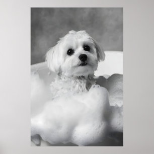 Funny Maltese Dog in Bubble Bath, Bathroom Art Poster