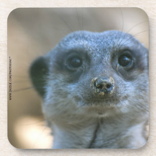 Funny Meerkat Coaster