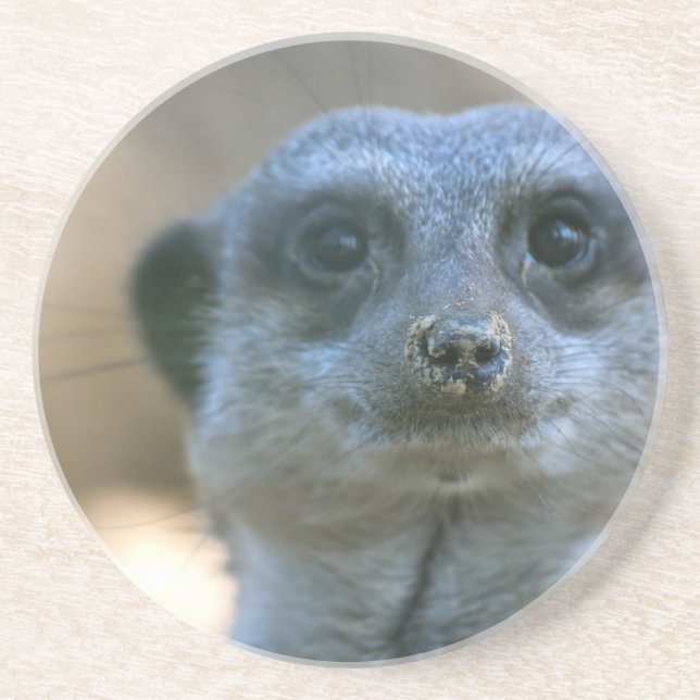 Funny Meerkat Coaster (Front)