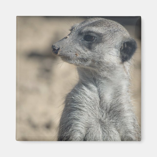 Funny Meerkat Magnet (Front)