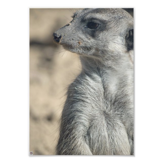 Funny Meerkat Photo Print (Front)