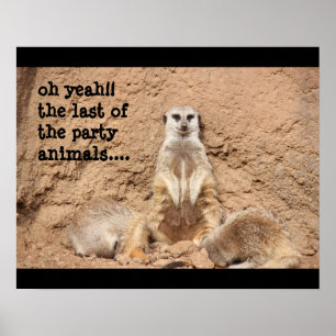 funny meerkat poster, Party Animal! Poster