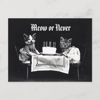 Funny Meow or Never vintage kitten cat Birthday Postcard