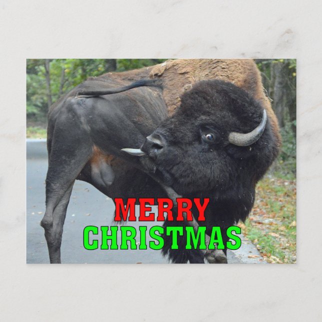 Funny Merry Christmas Bull Bison Licking Testicles Holiday Postcard (Front)