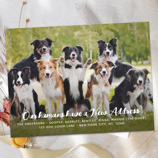 Funny Modern New Address Custom Pet Dog Photo Announcement Postcard (Creator Uploaded)