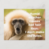 Funny Monkey Bad Hair Day