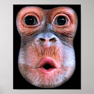 Funny Monkey Blowing Stomach Face, Monkey Blow Sto Poster