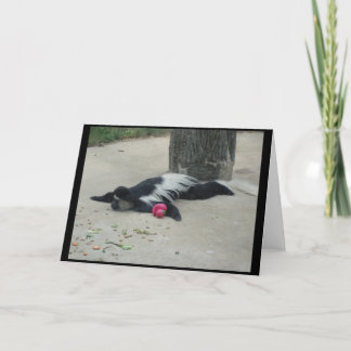 Funny Monkey Greeting Card