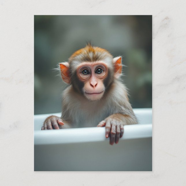 Funny monkey in bathroom postcard (Front)