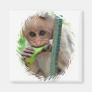 Funny Monkey Picture Magnet