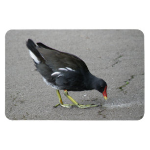 Funny Moorhen Take a Bow Premium Magnet