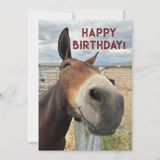 FUNNY Mule Birthday Animal Card Real Ears (Front)