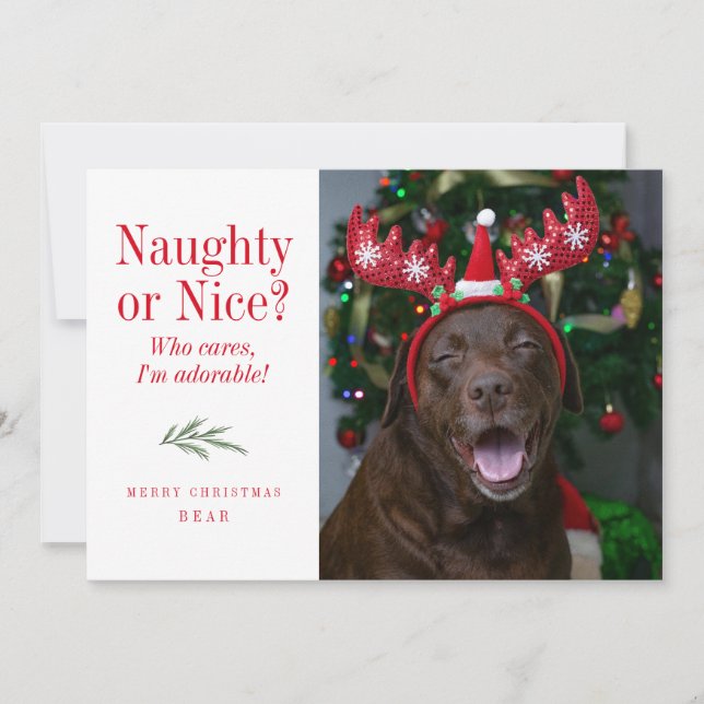 Funny Naughty or Nice Pet Christmas Photo Card (Front)