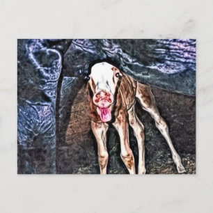 Funny Newborn Foal Postcard