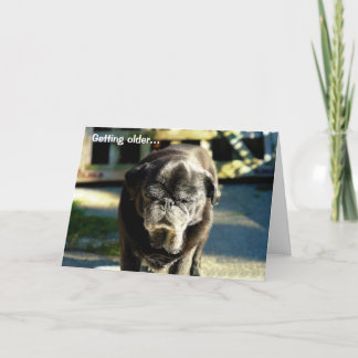 Funny Old Black Pug Birthday Card