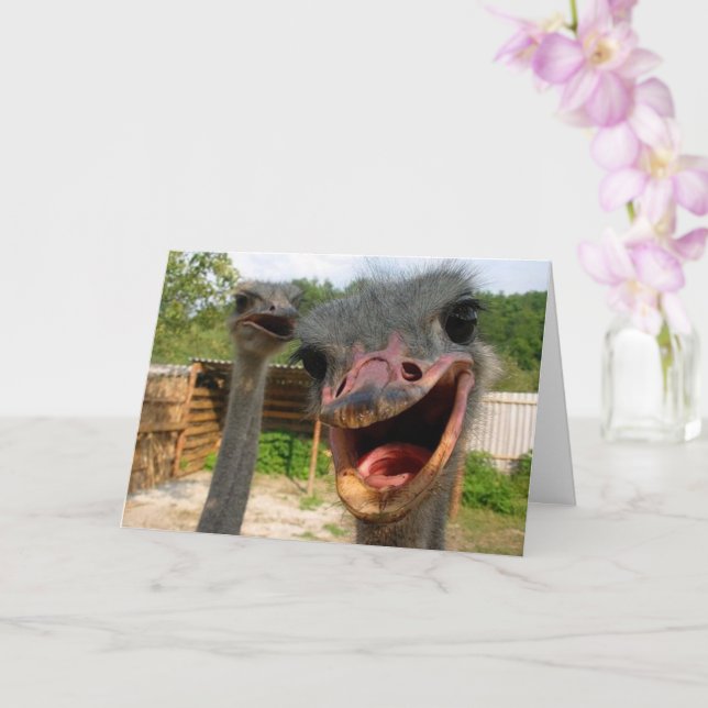 Funny Ostrich Bird Couple Anniversary Card (Orchid)