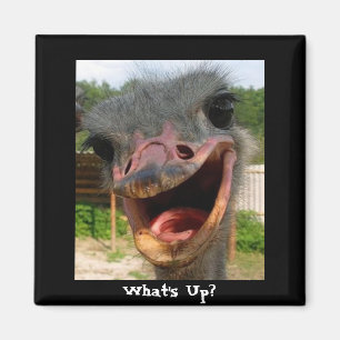 Funny Ostrich Bird Photo What's Up Magnet