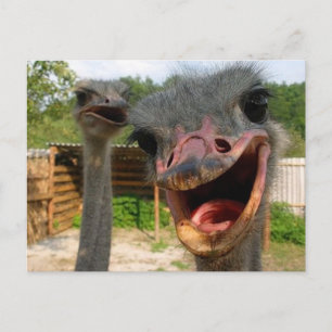 Funny Ostrich Bird Photo What's Up Postcard