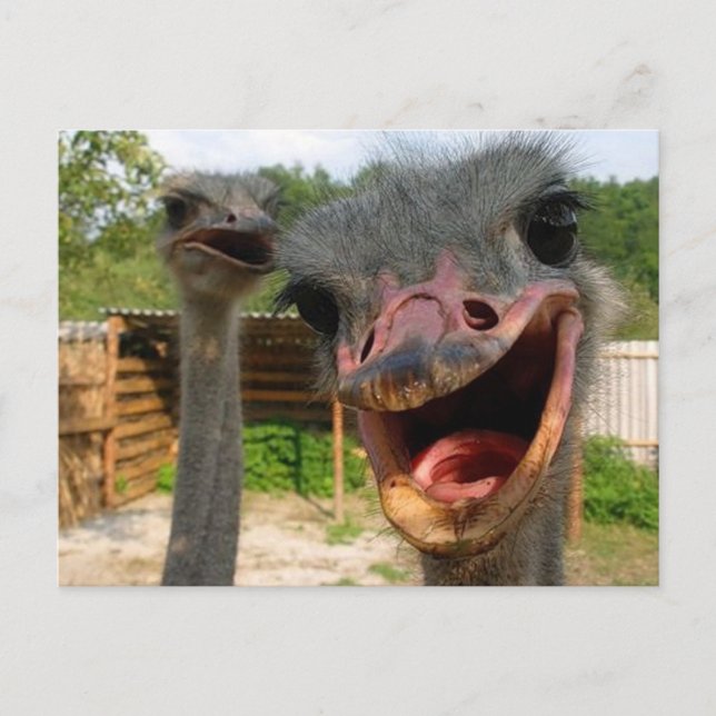 Funny Ostrich Bird Photo What's Up Postcard (Front)