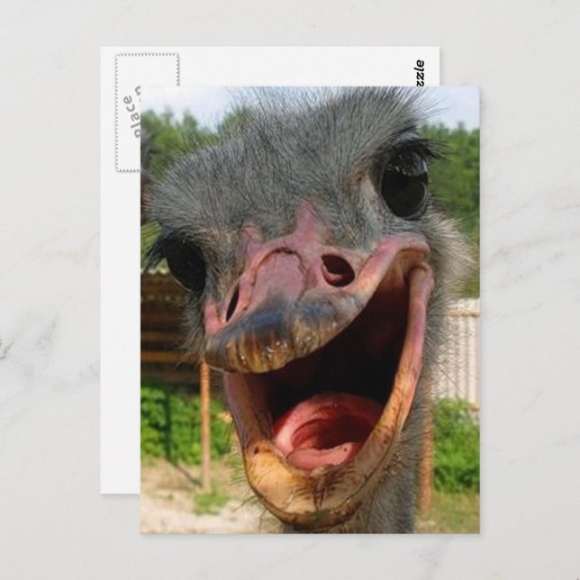 Funny Ostrich Bird Photo What's Up Postcard (Front/Back)