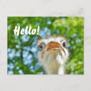 Funny Ostrich - Hello Postcard
