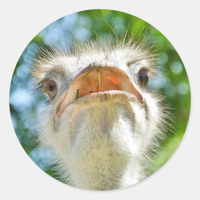 Funny Ostrich - Sticker (Front)