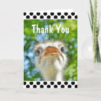 Funny Ostrich - Thank You Card