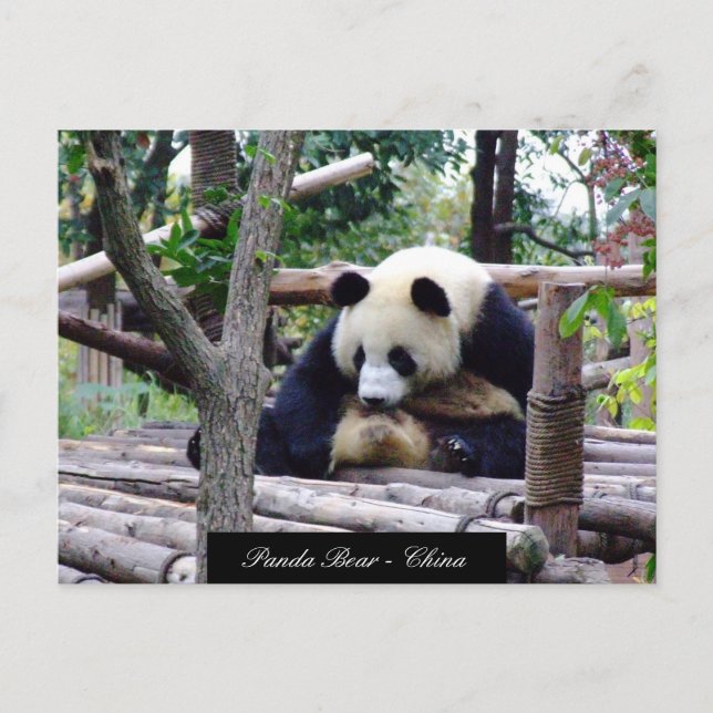 Funny Panda Bear sitting, Chengdu - China Postcard (Front)