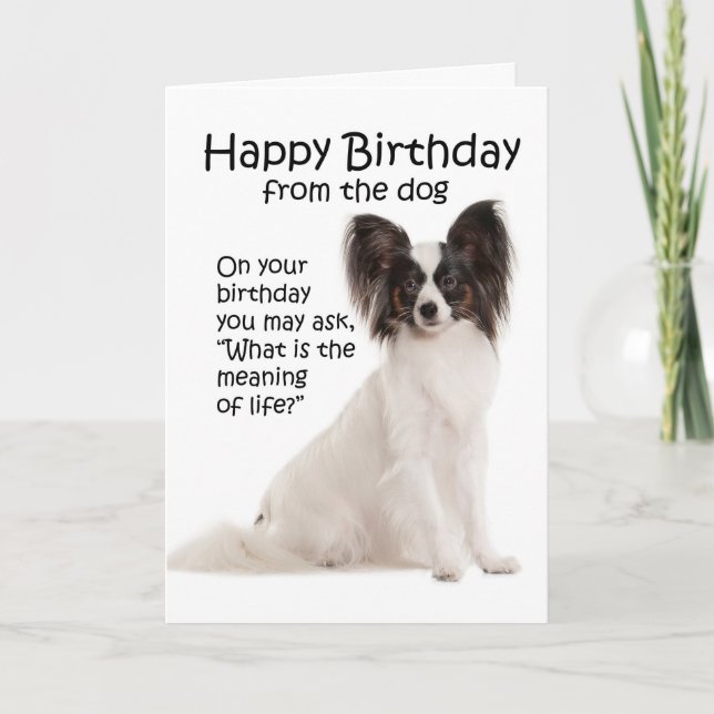 Funny Papillon Birthday Card (Front)