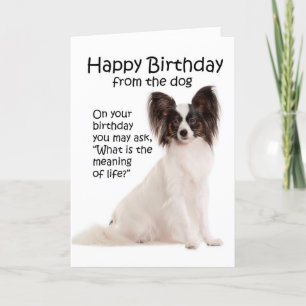 Funny Papillon Birthday Card