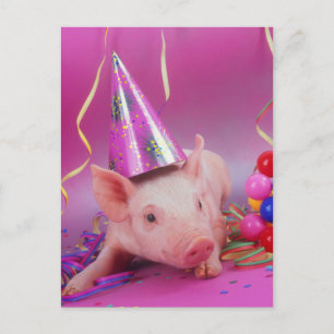 Funny Party Pig Postcard