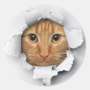 Funny Peek A Boo Cat Kitten Stickers