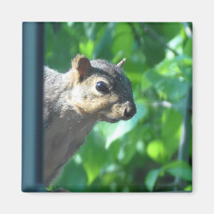 Funny Peek-a boo Squirrel Photograph Kitchen Magnet
