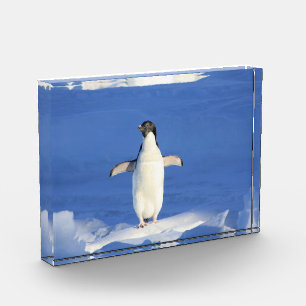 Funny penguin on ice photo