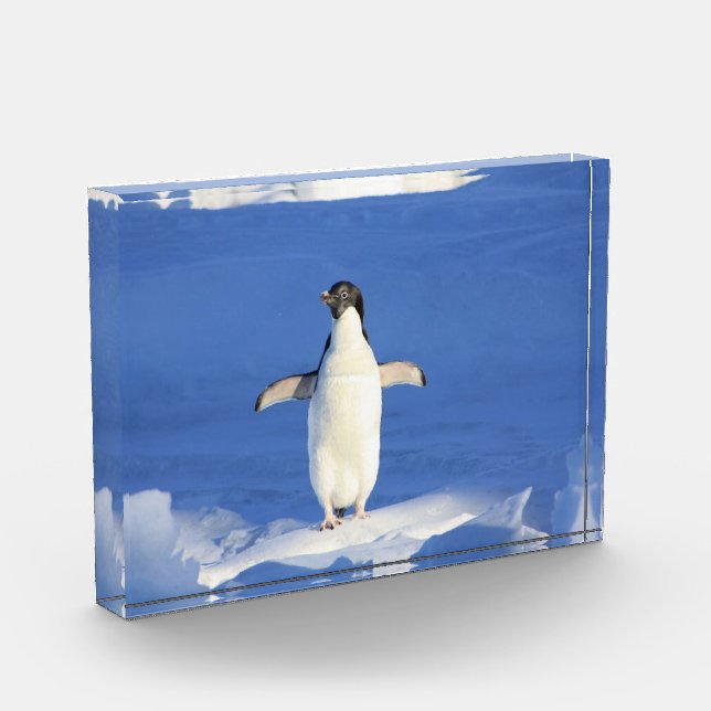 Funny penguin on ice photo block (Left)
