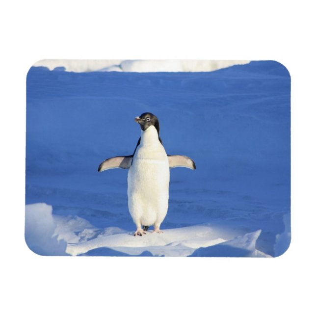 Funny penguin on ice photo magnet (Horizontal)