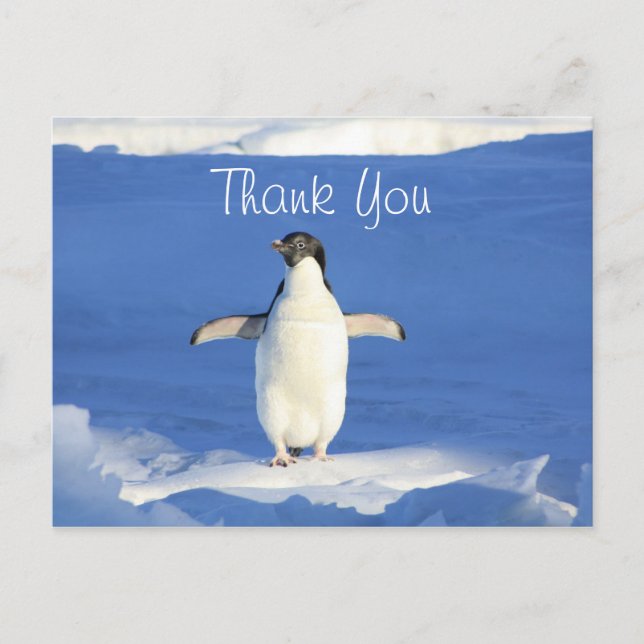Funny Penguin Thank You Postcard (Front)