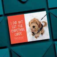 Funny pet coral peach New Year photo