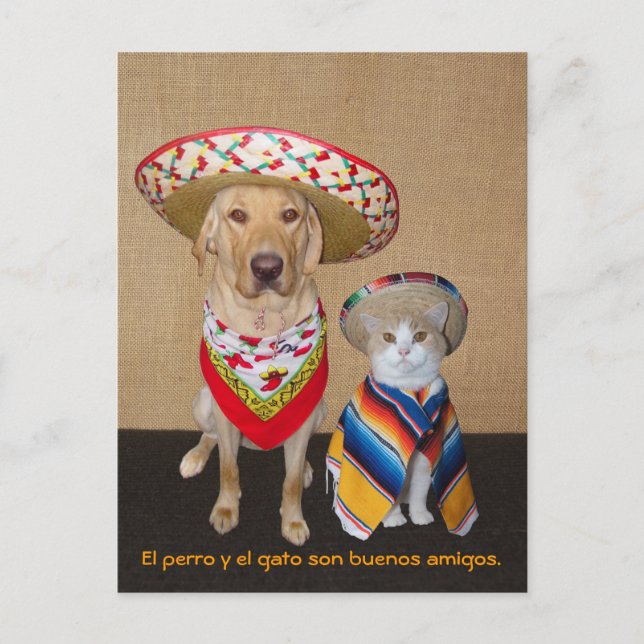 Funny Pet Spanish Postcard & Teaching Aid (Front)