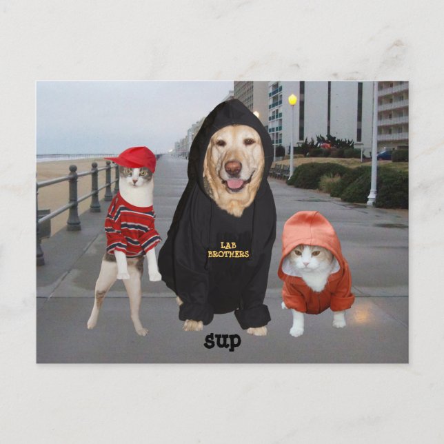 Funny Pets/Lab & Cats/Sup/Whazup Postcard (Front)