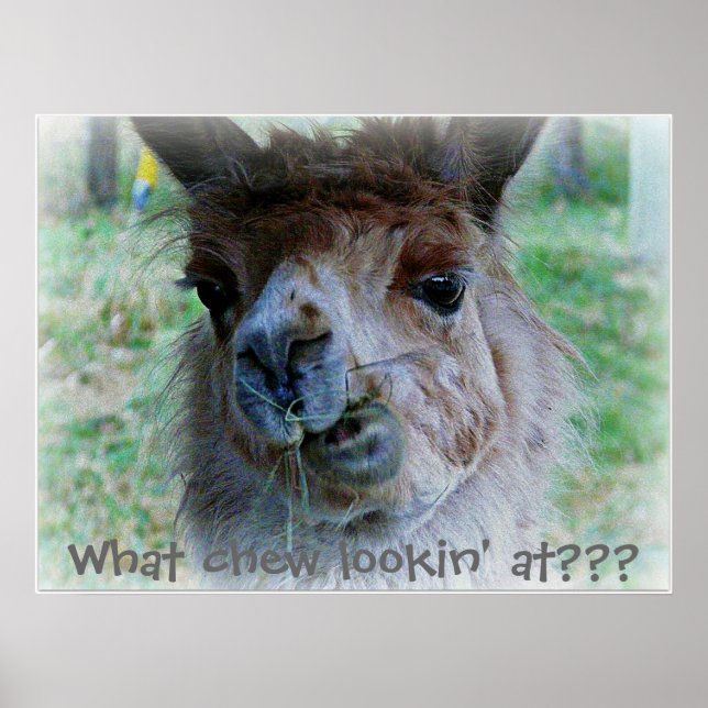 Funny photo of a  llama's  face on a poster (Front)