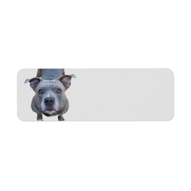 Funny Pitbull Address Labels (Front)