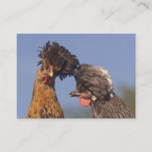 Funny Polish Chickens 2-sided Business Card