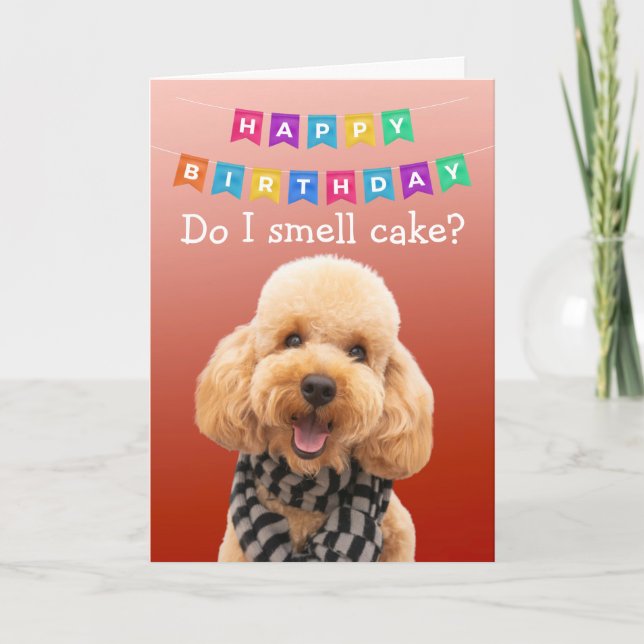 Funny Poodle dog birthday card (Front)