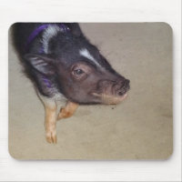 Funny Pot Bellied Pig Photography