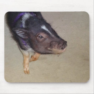 Funny Pot Bellied Pig Photography Mouse Pad