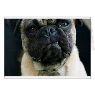 Funny Pug