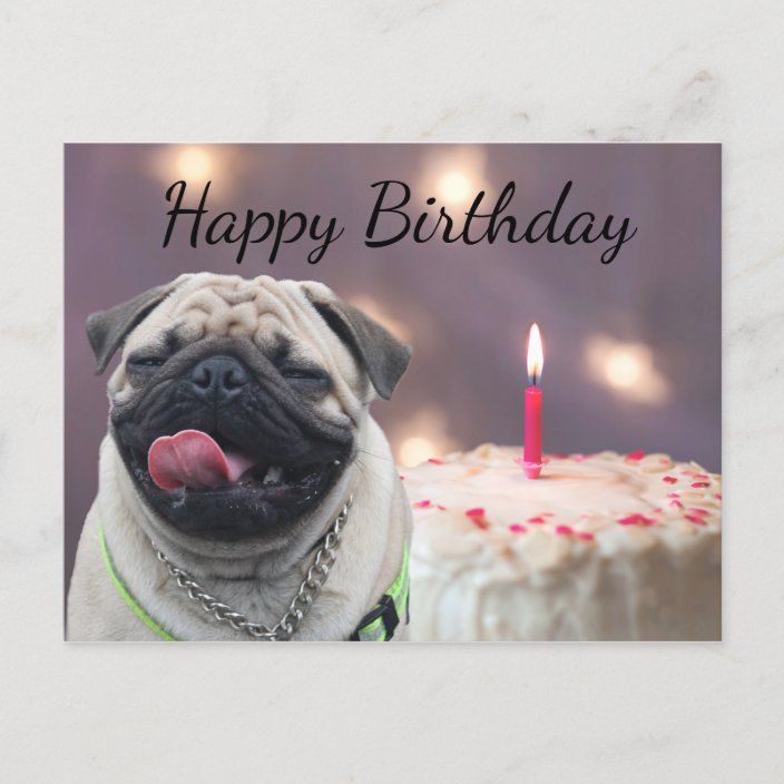 Funny Pug Birthday Postcard Au